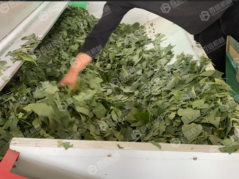 楊樹(shù)葉1
