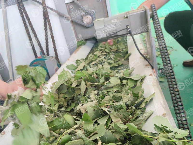 楊樹(shù)葉2